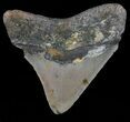 Juvenile Megalodon Tooth - North Carolina #59178-1